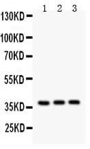 IL3 Antibody (aa28-166)