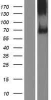 SIGLEC11 Protein (Over-Expression Lysate Myc-DDK (Flag))