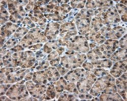 RDH11 Antibody (clone OTI1B4)