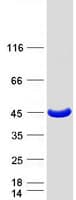 Human PRPSAP1 Protein (Recombinant Myc-DDK (Flag))