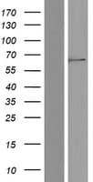 MFSD12 Protein (Over-Expression Lysate Myc-DDK (Flag))