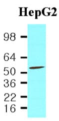 PathPlus™ PDCD4 Antibody (aa1-469, clone K4C1)