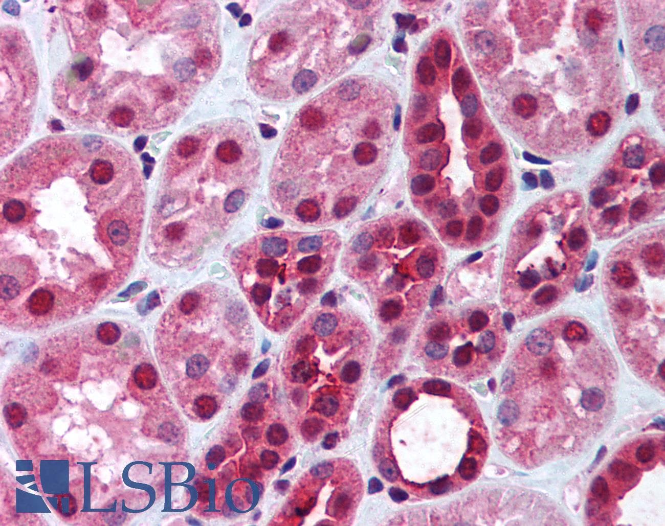 IHC-plus™ DNMT / DNMT1 Antibody (aa177-550)