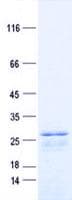 Human C1QG / Complement C1QC Protein (Recombinant His, N-Terminal)