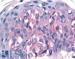 PathPlus™ T1R1 / TAS1R1 Antibody (Cytoplasmic Domain)