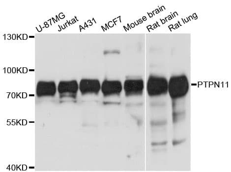 PTPN11 / SHP-2 / NS1 Antibody