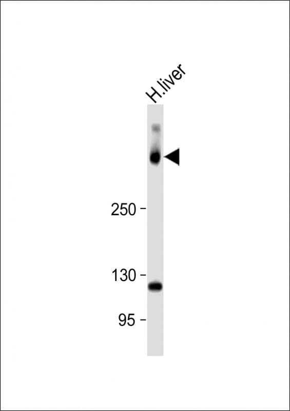 SYNE2 / Nesprin-2 Antibody (N-Terminus)