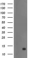 S100P Antibody (clone OTI1A4, Carrier-free)