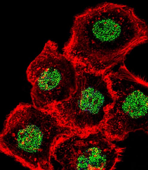 HOMEZ Antibody (aa158-186)