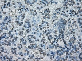 Monoclonal Mouse anti-Human PRKY Antibody (clone OTI5E9, Carrier-free, IHC, IF, WB)