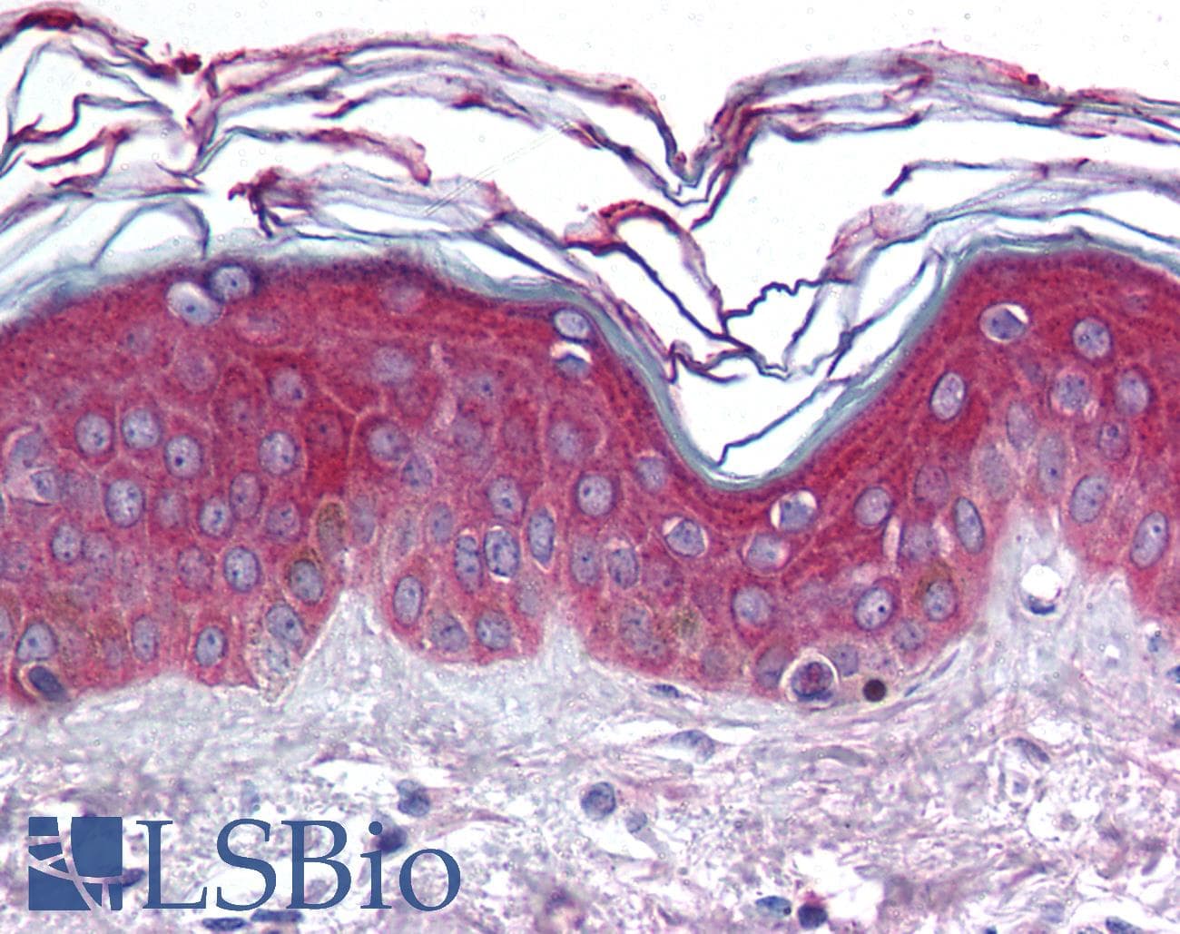IHC-plus™ Polyclonal Rabbit anti-Human ARHGEF11 Antibody (aa1-50, IHC, WB)