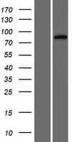 HHIPL1 Protein (Over-Expression Lysate Myc-DDK (Flag))