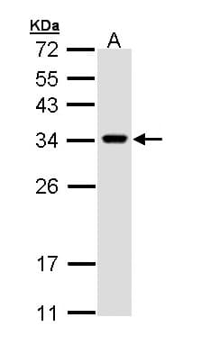 VAP33 / VAPA Antibody