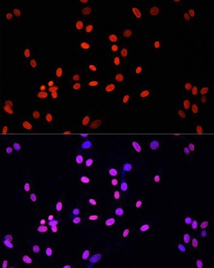 Histone H4 Antibody