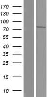 Human GLCNE / GNE Protein (Over-Expression Lysate Myc-DDK (Flag))