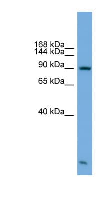 KIFAP3 / KAP3 Antibody (aa683-732)