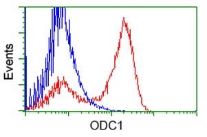 Monoclonal Mouse anti-Human ODC1 / Ornithine Decarboxylase Antibody (clone OTI1G1, IF, WB)