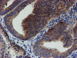ZNF365 Antibody (clone OTI1B7)