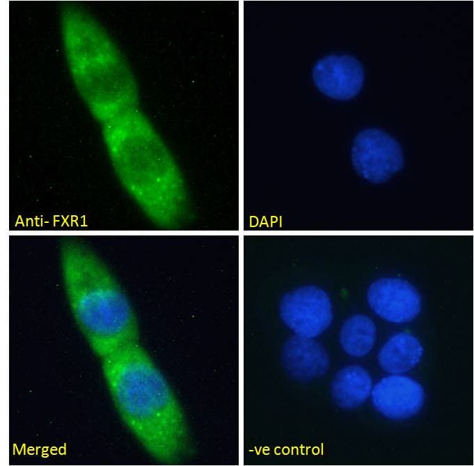 Polyclonal Goat anti-Human FXR1 Antibody (aa317-330, IF, WB)