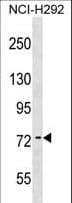 ARHGAP28 Antibody (aa420-446)