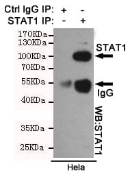 Monoclonal Mouse anti-Human STAT1 Antibody (WB)
