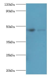 FCMR / FAIM3 Antibody (aa18-262)