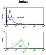 Polyclonal Rabbit anti-Human COAA / RBM14 Antibody (aa193-223, IHC, WB)