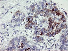 NRIP3 Antibody (clone OTI1A9)