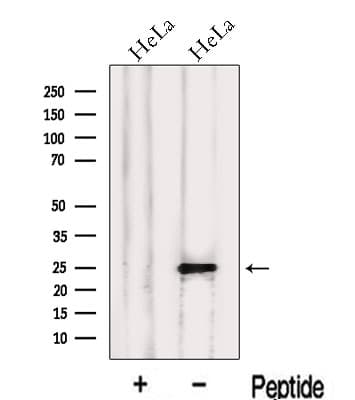 LIN7C / VELI3 Antibody