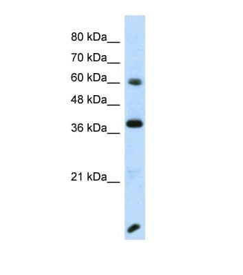 RFX4 Antibody (aa154-203)