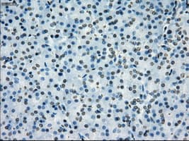 PRKY Antibody (clone OTI3E10, Carrier-free)