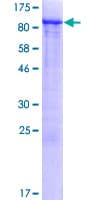 Human GPATC3 Protein (Recombinant GST)