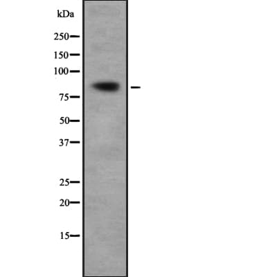 OXR1 Antibody