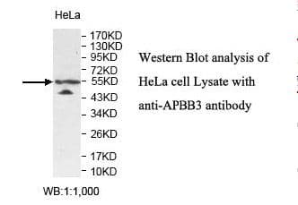 APBB3 Antibody (aa324-486)