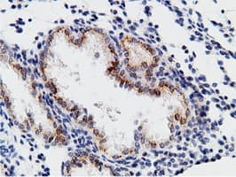 Monoclonal Mouse anti-Human CD80 Antibody (clone OTI2E5, IHC, IF, WB)