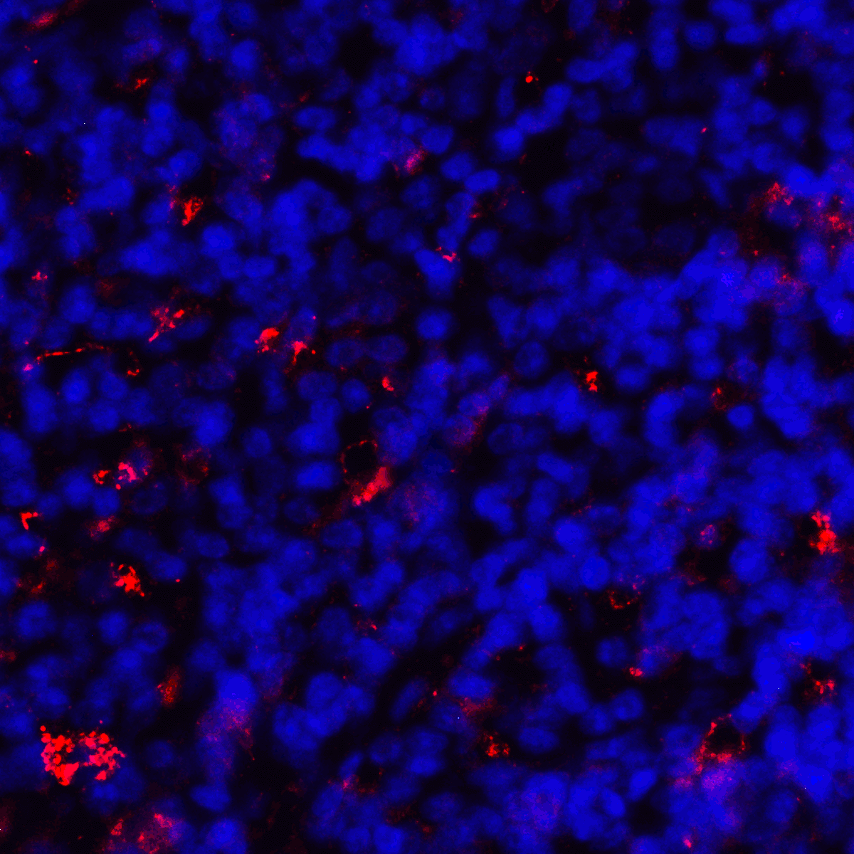 CD80 Antibody (clone 10A1)