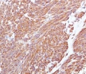 c-Kit / CD117 Antibody (clone CLDA117, Azide-free, BSA-free)