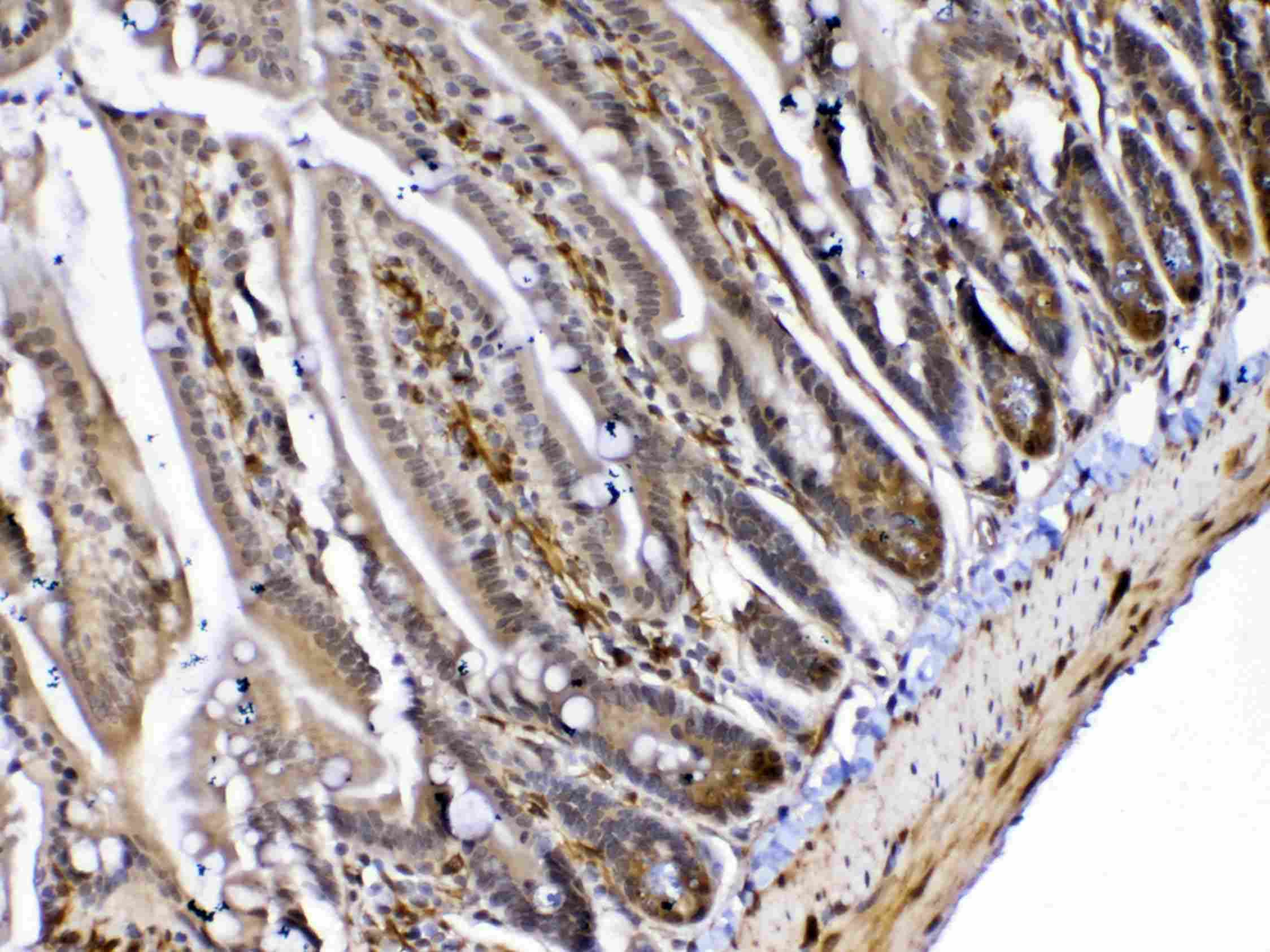 MED4 Antibody