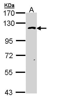 OGT / O-GLCNAC Antibody (aa1-280)
