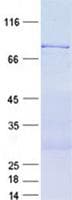 Human GTPBP1 / GP1 Protein (Recombinant His, N-Terminal)