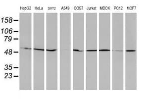 TIP48 / RUVBL2 Antibody (clone OTI1A6)