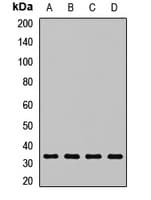 ARPC2 / p34-Arc Antibody