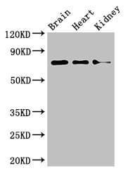 PDIA4 / ERP72 Antibody