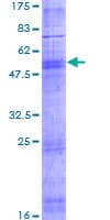 Human OR1D5 Protein (Recombinant GST)