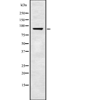 BRD3 Antibody