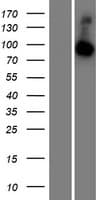 RABGAP1L Protein (Over-Expression Lysate Myc-DDK (Flag))