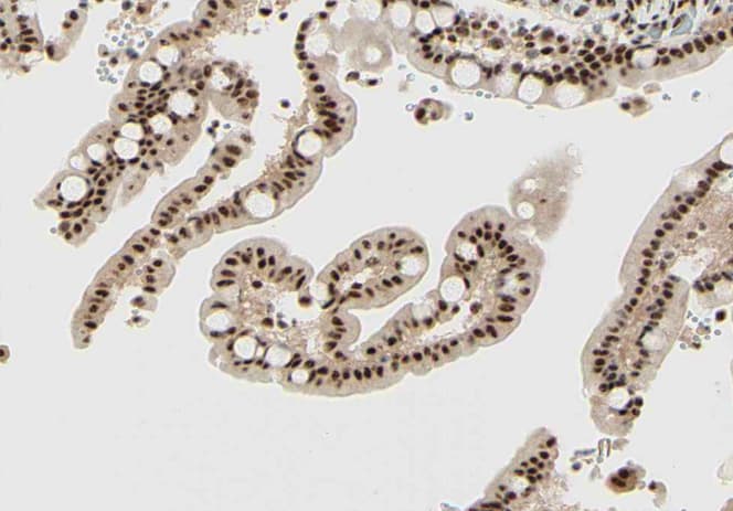 Polyclonal Rabbit anti-Human Histone H4 Antibody (Acetyl-Lys5, IHC, IF, WB)