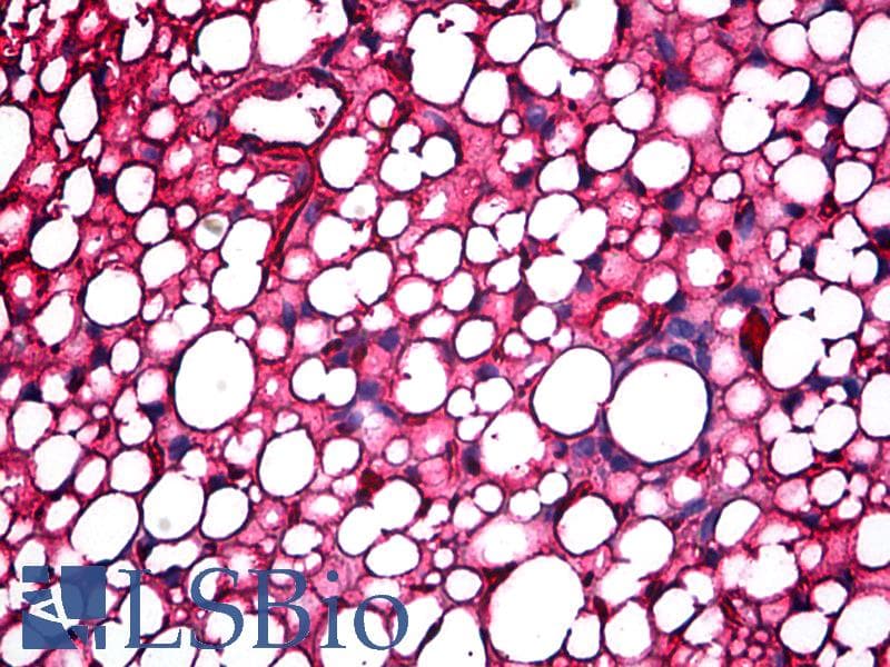 IHC-plus™ Polyclonal Rabbit anti-Mouse APOA1 / Apolipoprotein A 1 Antibody (IHC, WB)