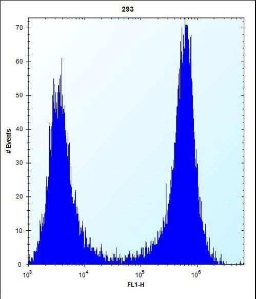 CTSK / Cathepsin K Antibody (aa97-126)
