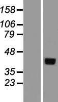 PSG2 Protein (Over-Expression Lysate Myc-DDK (Flag))